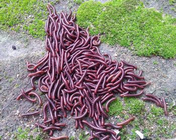 High angle view of snake on field