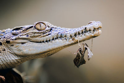 Close-up of mantis on crocodile