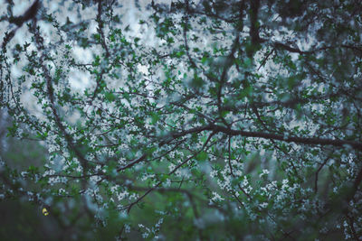 Flowers growing on branch