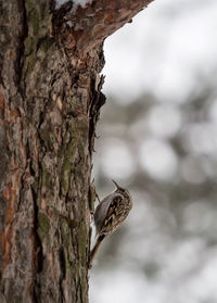 Close-up of insect on tree