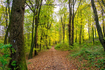 Trees growing in forest