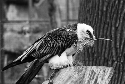 Close-up of bird perching on wood