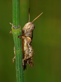 Close-up of insect on leaf