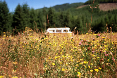 Yellow flowers growing in field