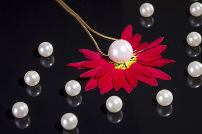 Close-up of flowers over black background