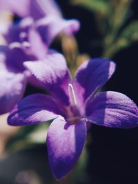 Close-up of purple flowering plant