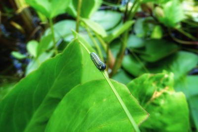 Close-up of insect on leaf