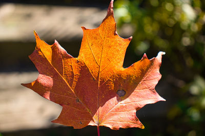 Close-up of maple leaves on plant