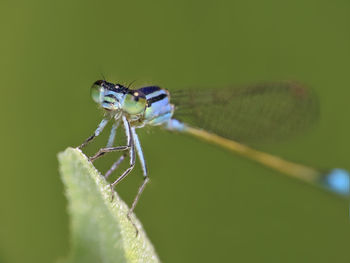 Close-up of grasshopper