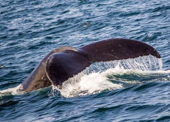 Whale swimming in sea