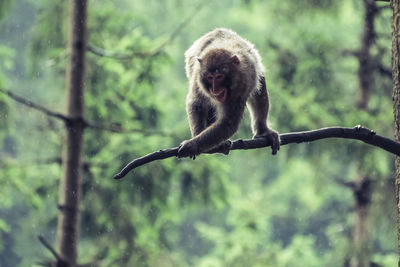 Monkey on tree in forest