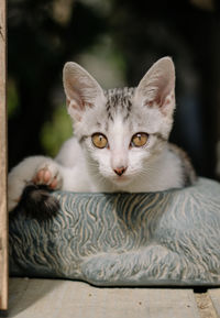 Close-up portrait of cat