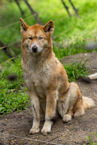 Dog standing on field