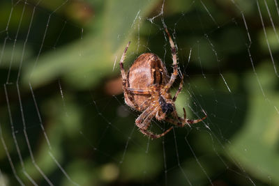 Close-up of spider and web against blurred background