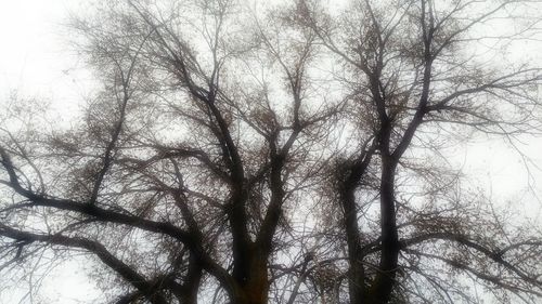 Low angle view of bare trees against clear sky