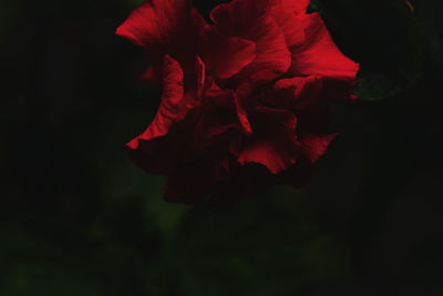 Close-up of red rose against black background