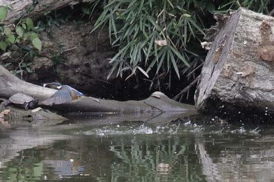 View of birds in lake