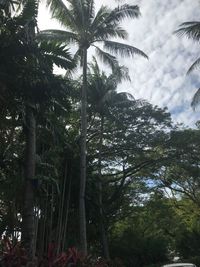 Low angle view of coconut palm trees against sky