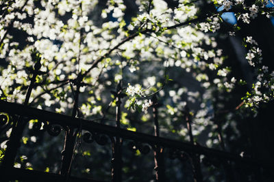 Low angle view of flowering tree