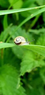 Close-up of snail on leaf