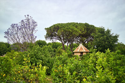 Plants and trees against sky