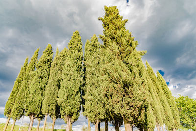 Low angle view of tree against sky