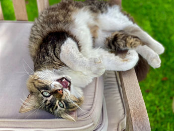 Close-up of cat resting outdoors