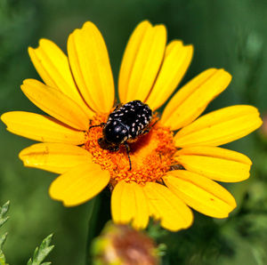 Close-up of insect on yellow flower