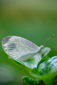 Close up shot of white butterfly.