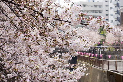 Pink flowers blooming in park