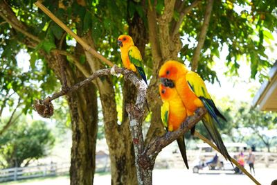 Bird perching on branch