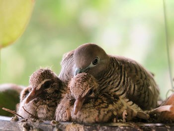 Close-up of birds in nest