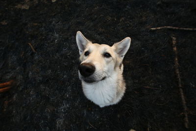 Close-up portrait of a dog
