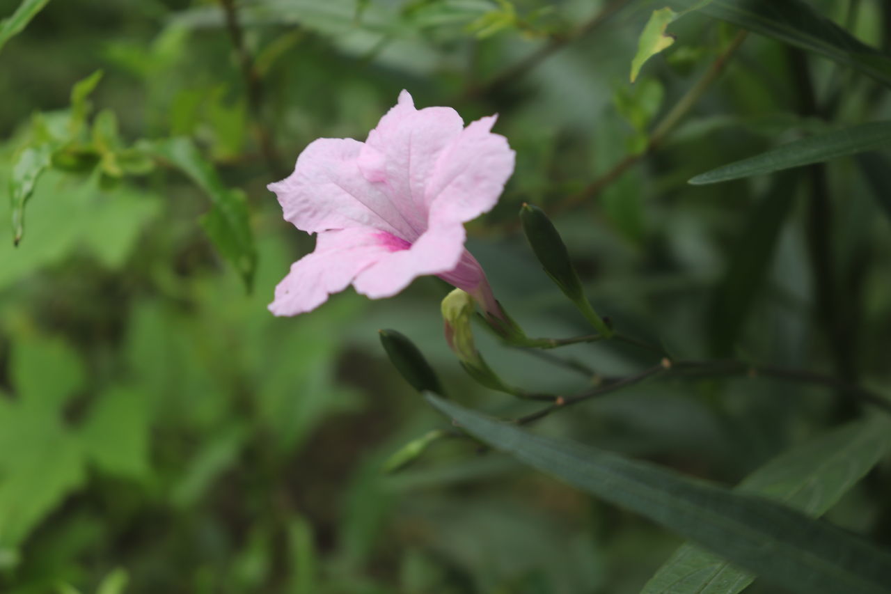 CLOSE-UP OF PINK FLOWERING PLANTS