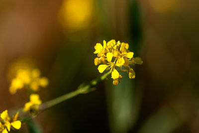 yellow