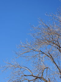 Low angle view of bare tree against clear blue sky