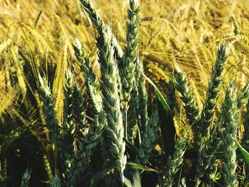 Full frame shot of wheat field