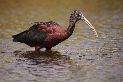 Glossy ibis plegadis falcinellus wades through a marsh and forages for food in the myakka river 