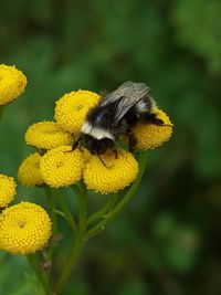 Close-up of bee on yellow flower