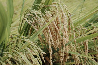 Close-up of crops growing on field