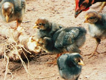 High angle view of ducklings on field