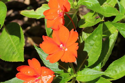 Close-up of red flowers