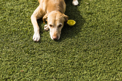 Dog lying down on grass