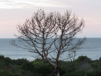 Bare tree by sea against sky