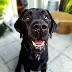 Portrait of black dog