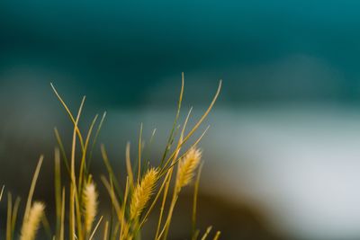 Close-up of wheat growing on field against sky
