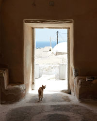 View of a dog looking through window