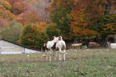 Horses in a field