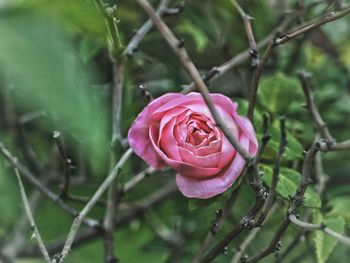 Close-up of pink flower