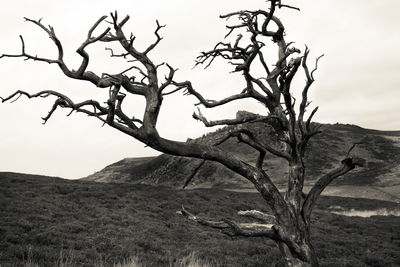 Bare trees on field